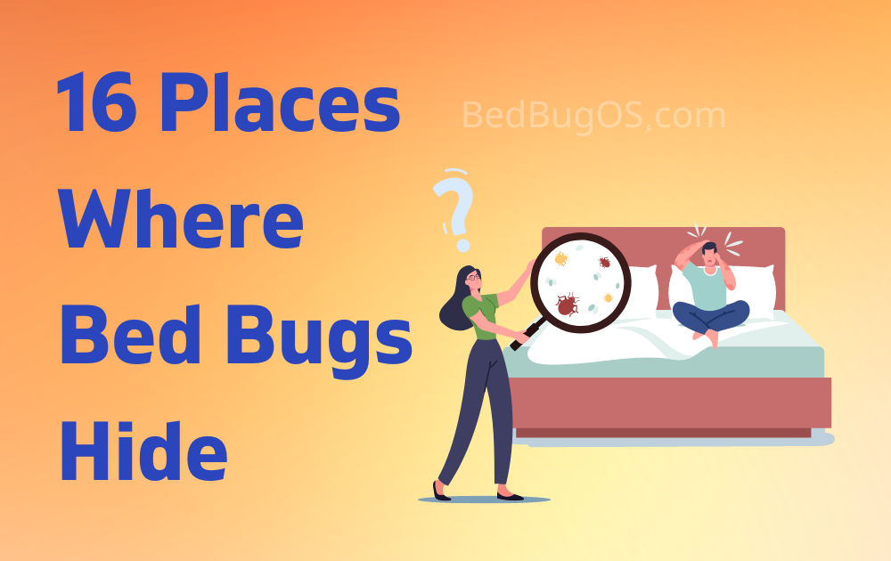 Common Bed Bug Hiding Spots