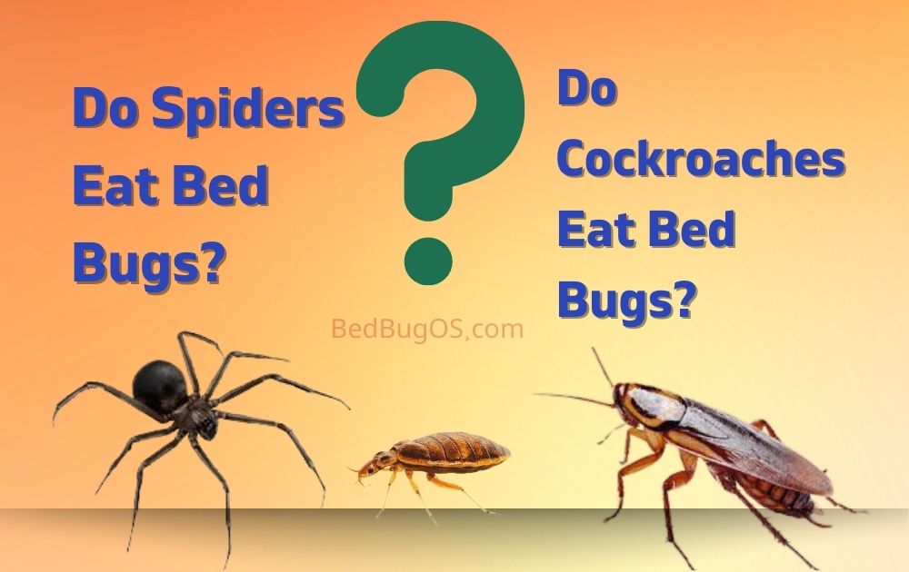 do spiders eat bed bugs? & do Cockroaches eat bed bugs? [Explained]